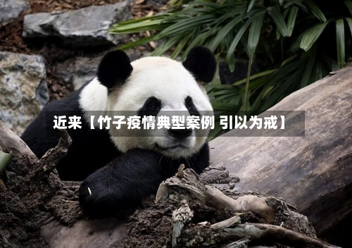 近来【竹子疫情典型案例 引以为戒】-第1张图片