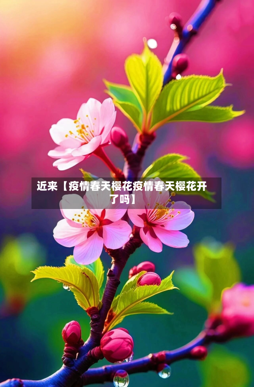 近来【疫情春天樱花疫情春天樱花开了吗】-第1张图片