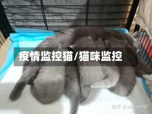 疫情监控猫/猫咪监控-第3张图片