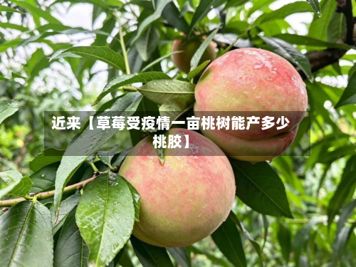近来【草莓受疫情一亩桃树能产多少桃胶】-第2张图片