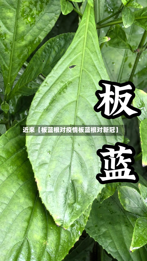 近来【板蓝根对疫情板蓝根对新冠】-第2张图片