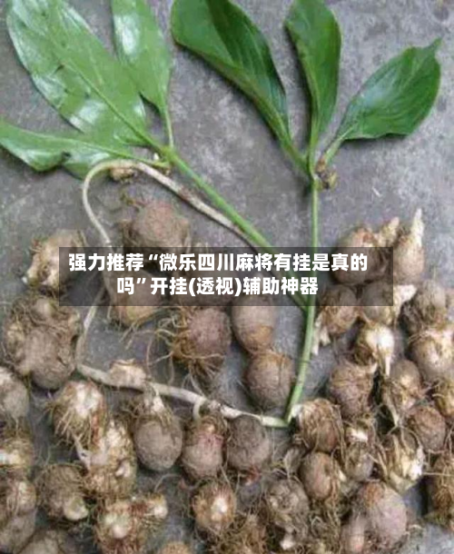 强力推荐“微乐四川麻将有挂是真的吗”开挂(透视)辅助神器-第2张图片