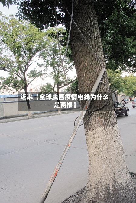 近来【全球虫害疫情电线为什么是两根】-第2张图片