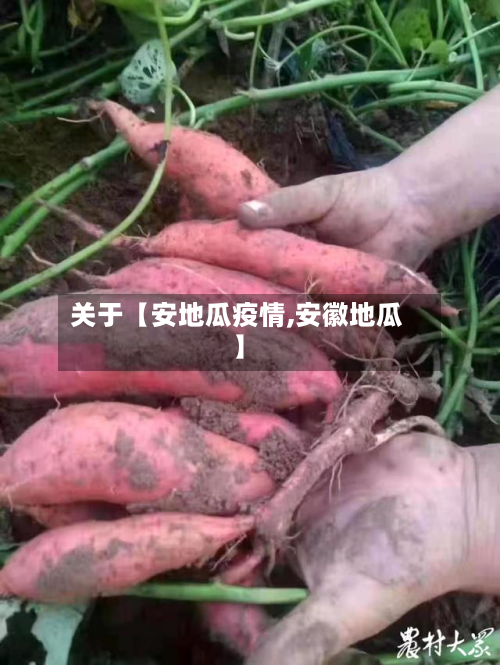 关于【安地瓜疫情,安徽地瓜】-第2张图片